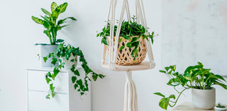 8 formas de incluir plantas en la decoración de tu hogar